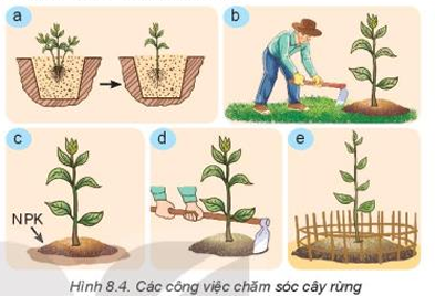 chăm sóc cây rừng.olm